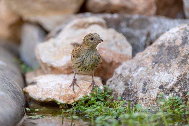 Europäisches Serin (Serinus serinus) Malaga, Spanien