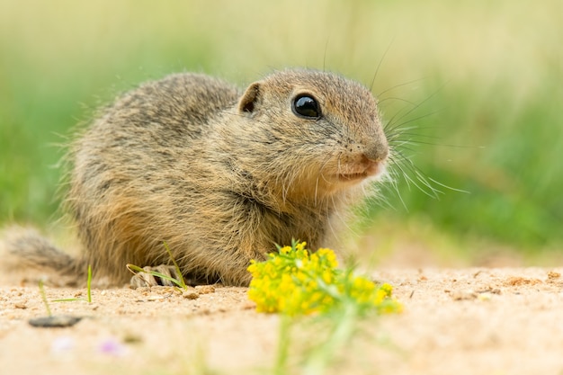 Foto europäisches ziesel, der im gras sitzt