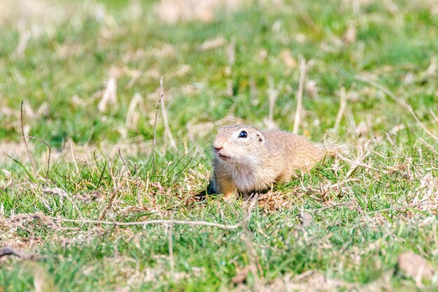 Europäisches Ziesel, Souslik (Spermophilus citellus) natürliche Umgebung