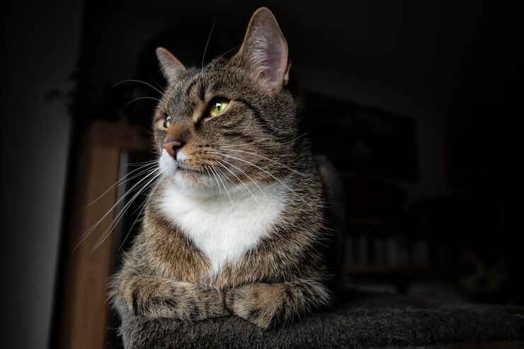 Foto europaisch kurzhaar katze - europäischer kurzhaar-tomkat