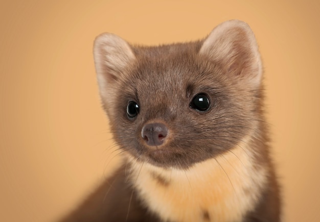 European Pine Marten, Martes martes contra um fundo marrom