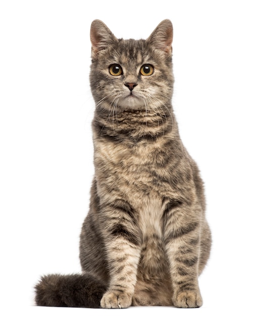 European Shorthair sitting