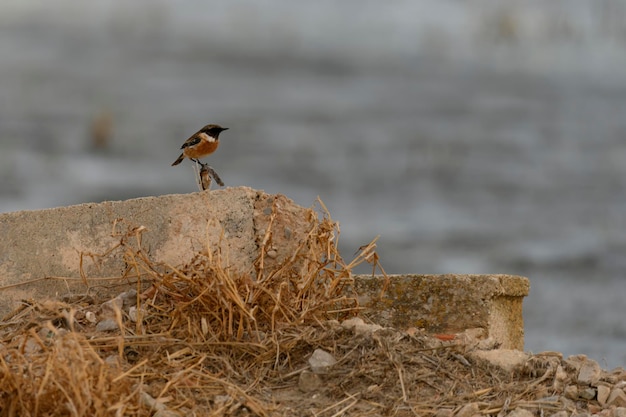 European Stonechat auf einem Betonblock in der Wildnis