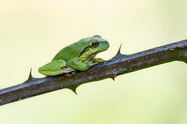 European Tree Frog (Hyla arborea) sentado em um arbusto de amora (Rubus sp.) na floresta