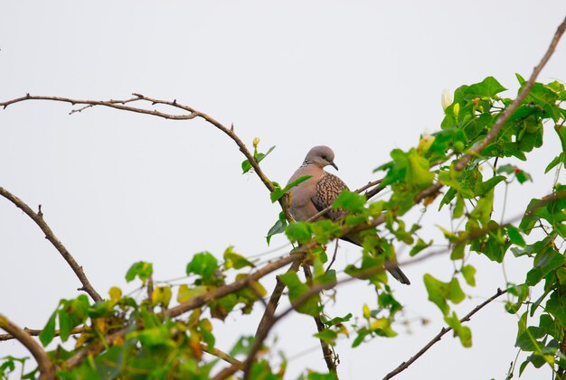 European turtledove streptopelia turtur turtur empoleirada no galho de uma árvore