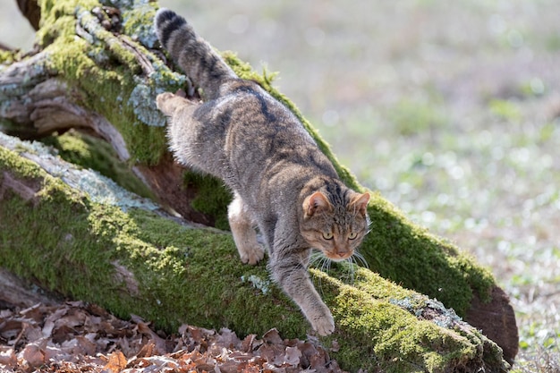 European Wildcat Felis silvestris silvestris Cadiz Espanha