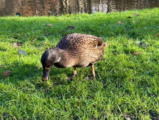 Europen Mallard-Ente steht auf dem Gras neben dem See