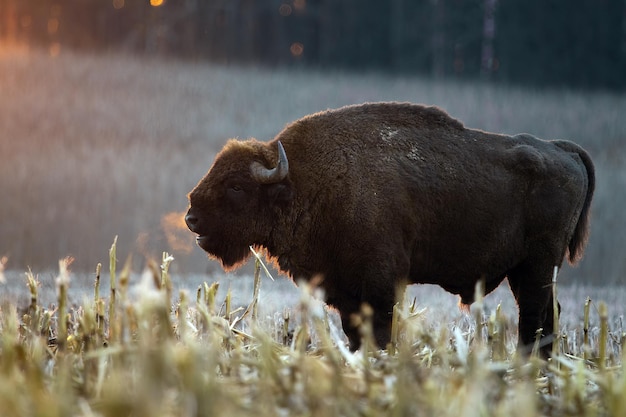 Foto europeu bison