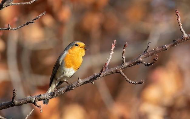 Europeu Robin Erithacus rubecula Um pássaro senta-se em um galho e canta