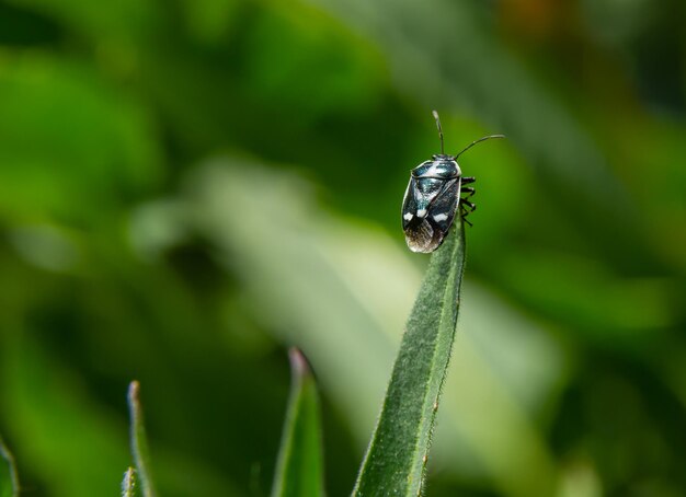 Eurydema oleracea de la familia Pentatomidae en una hoja en un jardín Primavera Mayo