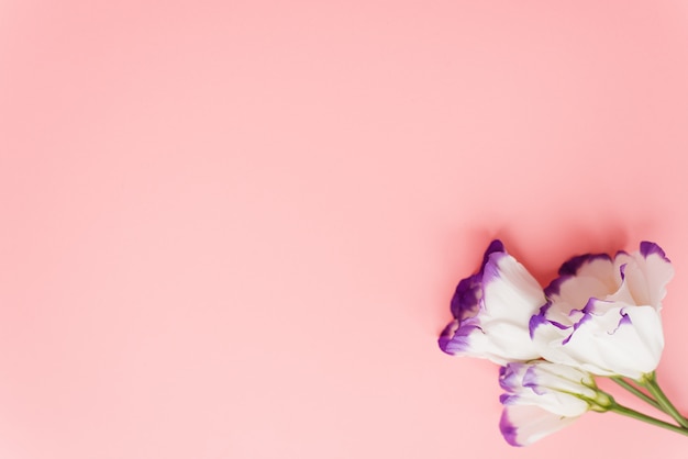 Eustoma Blume auf rosa Pastellhintergrund. Frühlingsblumen.