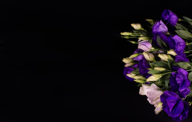 Eustoma-Blumen auf schwarzem Hintergrund. Weiße und violette Eustoma-Blüten auf schwarzem Hintergrund. Platz für eine Inschrift.