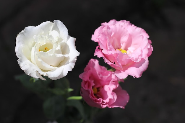 Eustoma-Blumen schließen herauf Hintergrund