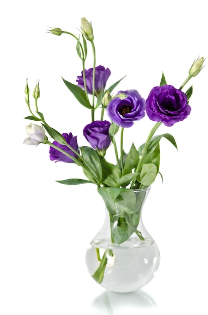 Eustoma-Blumen