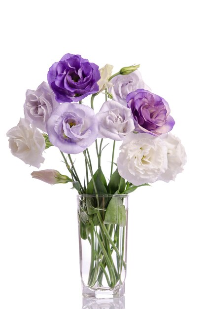 Eustoma Blumen