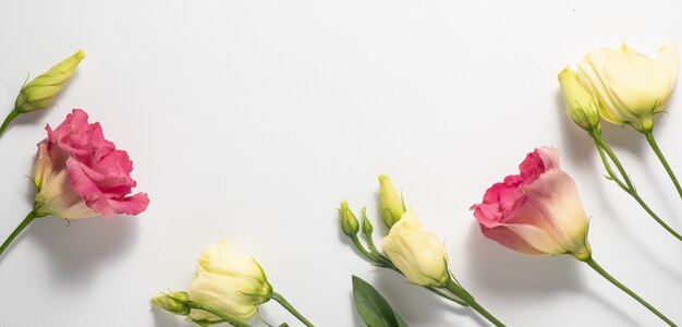 Eustoma delicado rosa y crema aislado sobre fondo blanco. Marco floral y espacio de copia. Concepto de día de la madre y día de la mujer. Foto de alta calidad