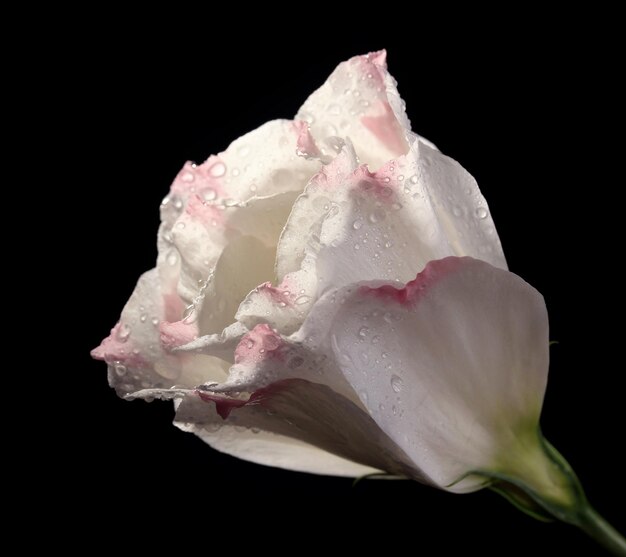 Eustoma flor aislado en negro