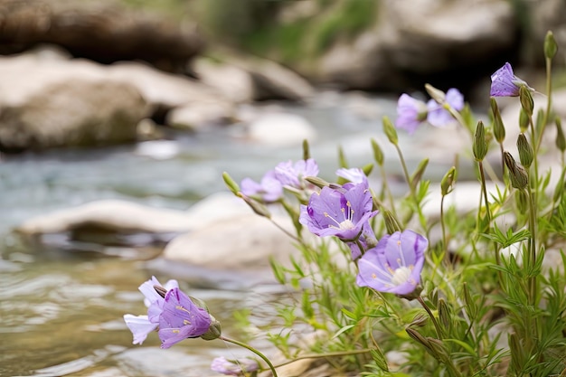 Eustoma florece a lo largo de un tranquilo arroyo de montaña