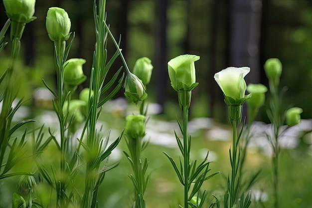 Eustoma floribunda Ginster Eustoma im üppigen grünen Wald