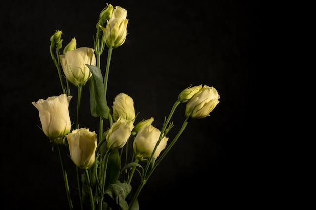 Foto eustomas cremosos. delicado arranjo de flores em uma parede preta. fotografia discreta. copie o espaço. desfoque e foco seletivo