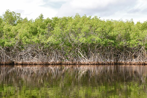 Foto everglade nationalpark in florida, usa