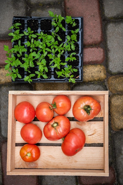 Evolução de produtos caseiros cultivados em uma eco-fazenda orgânica mudas de tomate em cassetes e colheita madura colhida