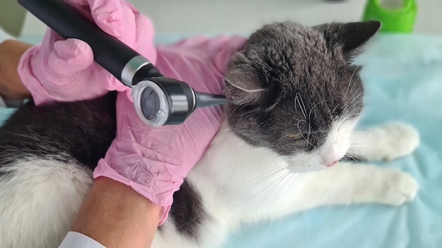 Exame da orelha de gato em closeup de clínica veterinária
