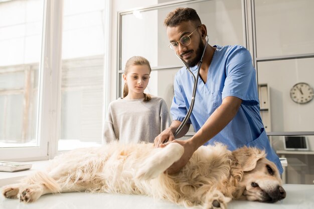 Exame de cão doente