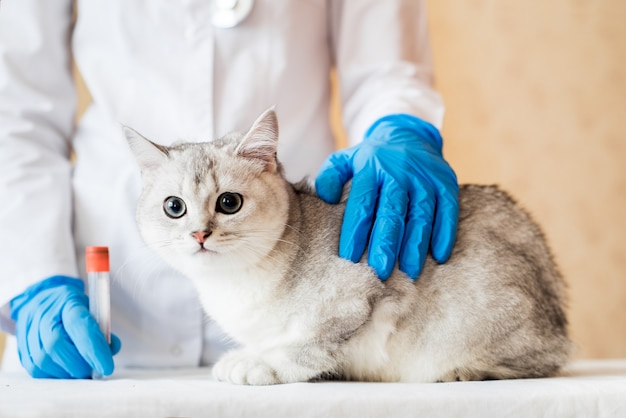 Exame de um gato por um veterinário em uma clínica veterinária. Chinchila escocesa reta,