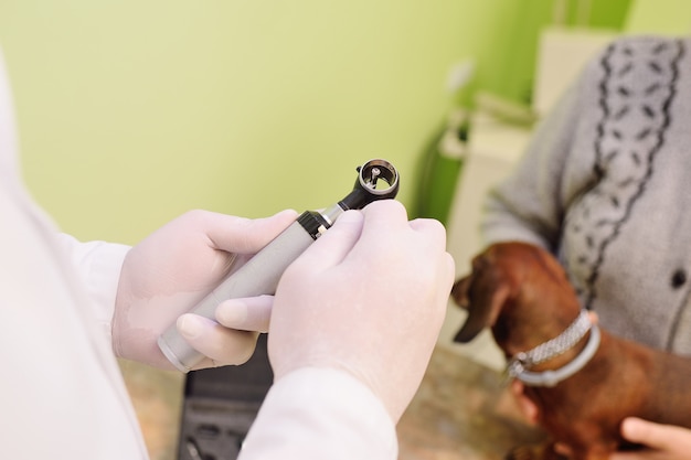 Exame médico de cães dachshunds em uma clínica veterinária
