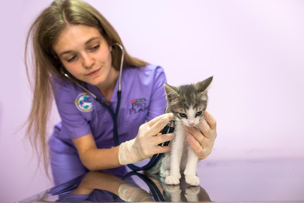 Exame veterinário de gato com estetoscópio na clínicaFoto de um veterinário ouvindo com um estetoscópio um gato em uma consulta em uma clínica veterinária Conceito de cuidados com animais