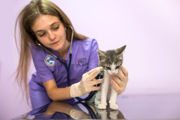 Exame veterinário de gato com estetoscópio na clínicafoto de um veterinário ouvindo com um estetoscópio um gato em uma consulta em uma clínica veterinária conceito de cuidados com animais