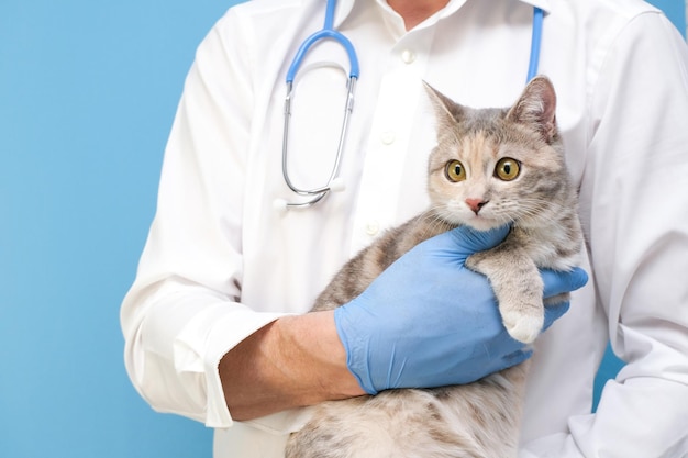 Exame veterinário do gatinho gato no veterinário Clínica de animais Verificação e vacinação de animais Cuidados de saúde em uma cópia de fundo azul