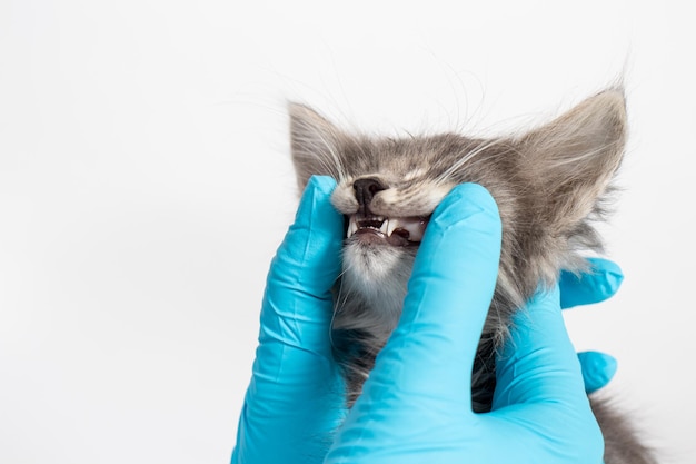 Examen de los dientes de leche en un gatito de 1 o 2 meses