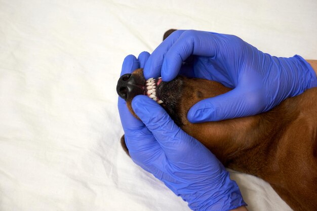 Examen de los dientes de un perro en una clínica veterinaria