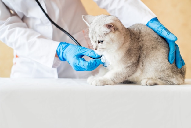 Examen de un gato por un veterinario en una clínica veterinaria. Chinchilla escocesa recta,