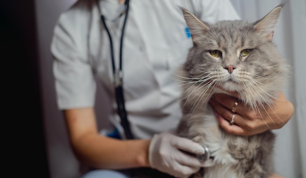 Examen de mascotas fotografía recortada del veterinario evaluando el ritmo cardíaco de los gatos