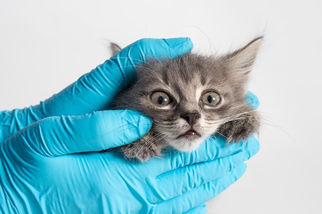 Examen de los ojos y la nariz del gatito.