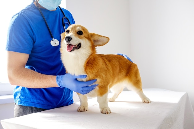 Examen veterinario. Pembroke del corgi del jengibre que mira la cámara. El veterinario tiene un perro.