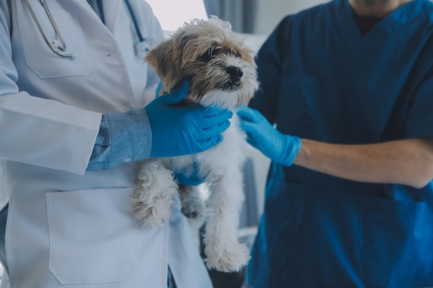 Examen veterinario de perros y gatos Perrito y gatito en el veterinario Clínica de animales Examen y vacunación de mascotas Atención sanitaria