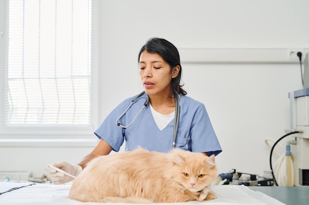 Examinando a saúde dos gatos na clínica