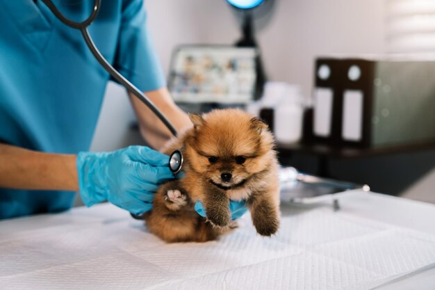 Foto examine a respiração do veterinário em roupas de trabalho, ouça a respiração de um cachorro pequeno