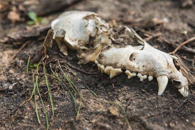 Excavaciones arqueológicas restos del asentamiento los escitas fósiles