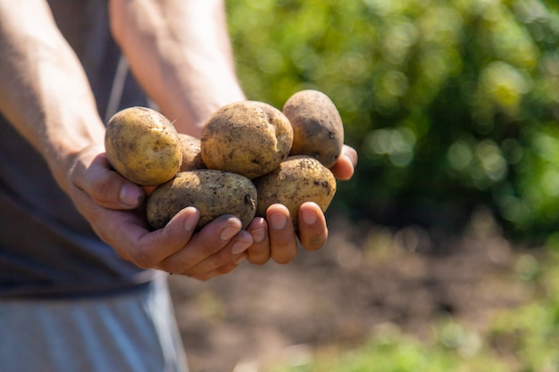 Excavando patatas. Cosecha patatas en la finca. Producto natural y ecológico.