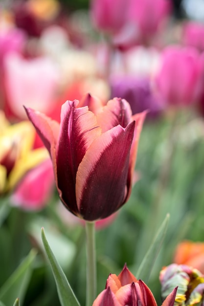 Excelente flor de tulipa colorida no jardim da primavera