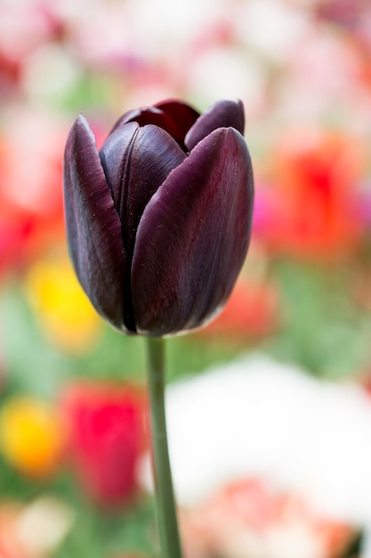 Excelente flor de tulipa colorida no jardim da primavera