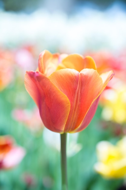 Excelente flor de tulipa colorida no jardim da primavera