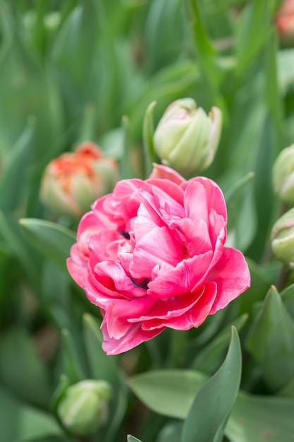 Excelente flor de tulipa colorida no jardim da primavera
