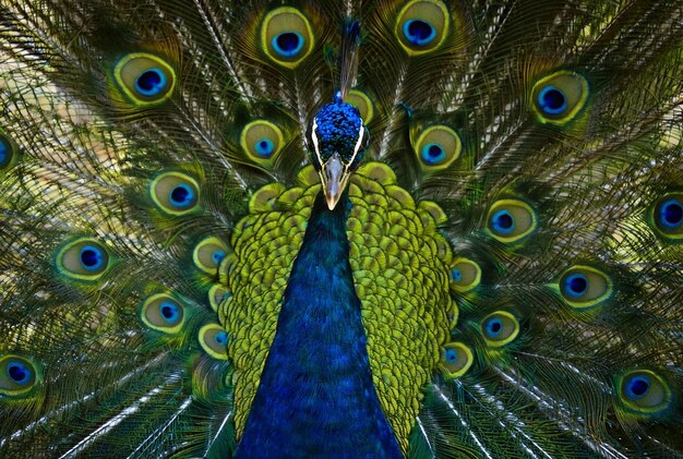 Excelente vista de cerca de un pavo real macho con un plumaje impresionante