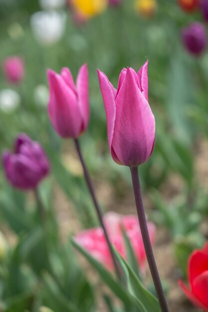 La excepcional flor de tulipán de colores florece en el jardín de primavera